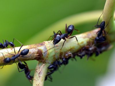 Even though social insects tend to live in super-tight quarters, colonies of such species are somehow able to limit the spread of contagions.