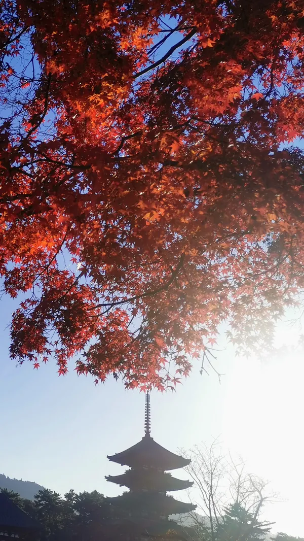 Koufukuji temple and Momiji thumbnail