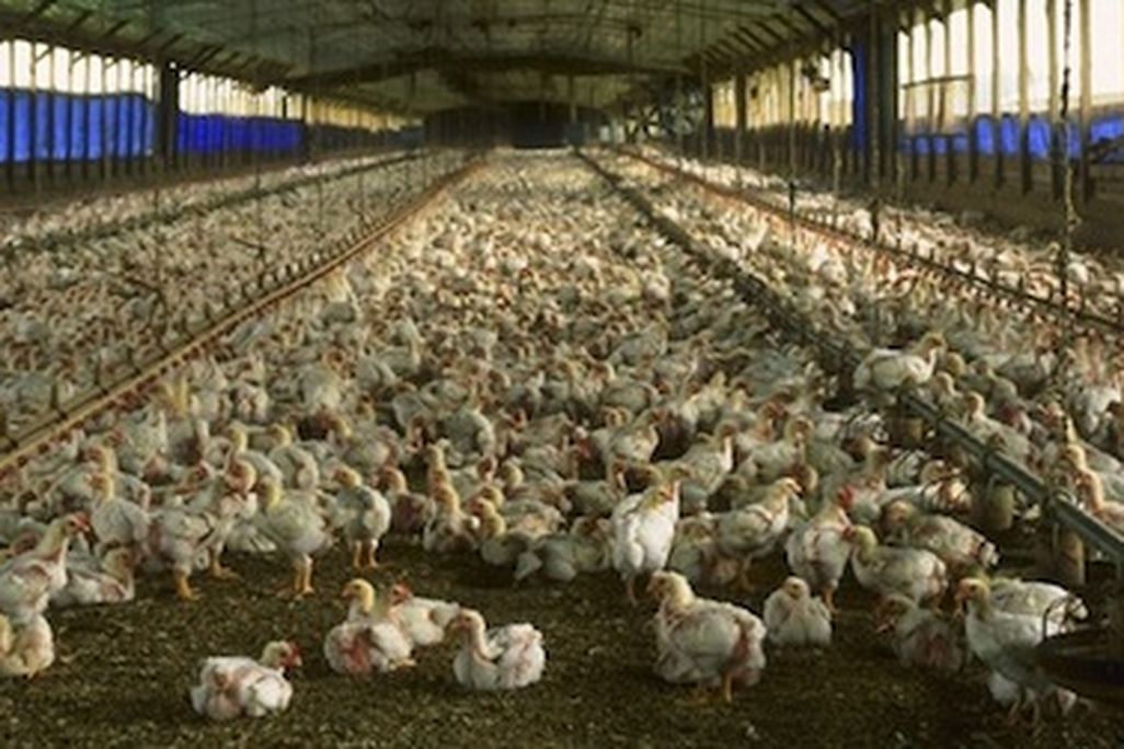 The habitual use of antibiotics