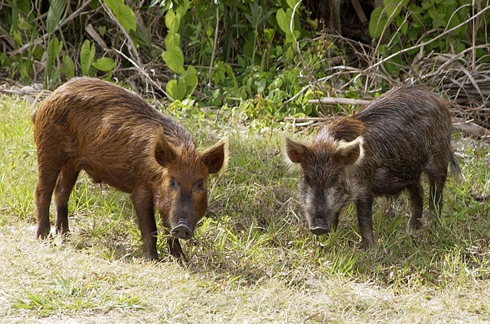 Wild_Pig_KSC02pd0873.jpg