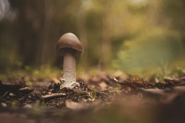 Amanita Phalloides thumbnail