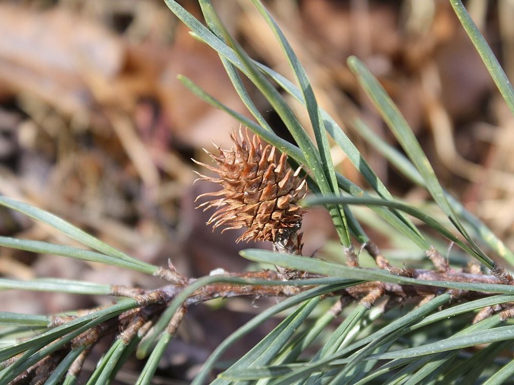A growing female cone of a Scots pine on a mountain in Perry County, Pennsylvania.