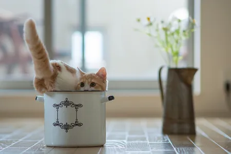 Cats are known for their ability to squeeze into tight spaces.