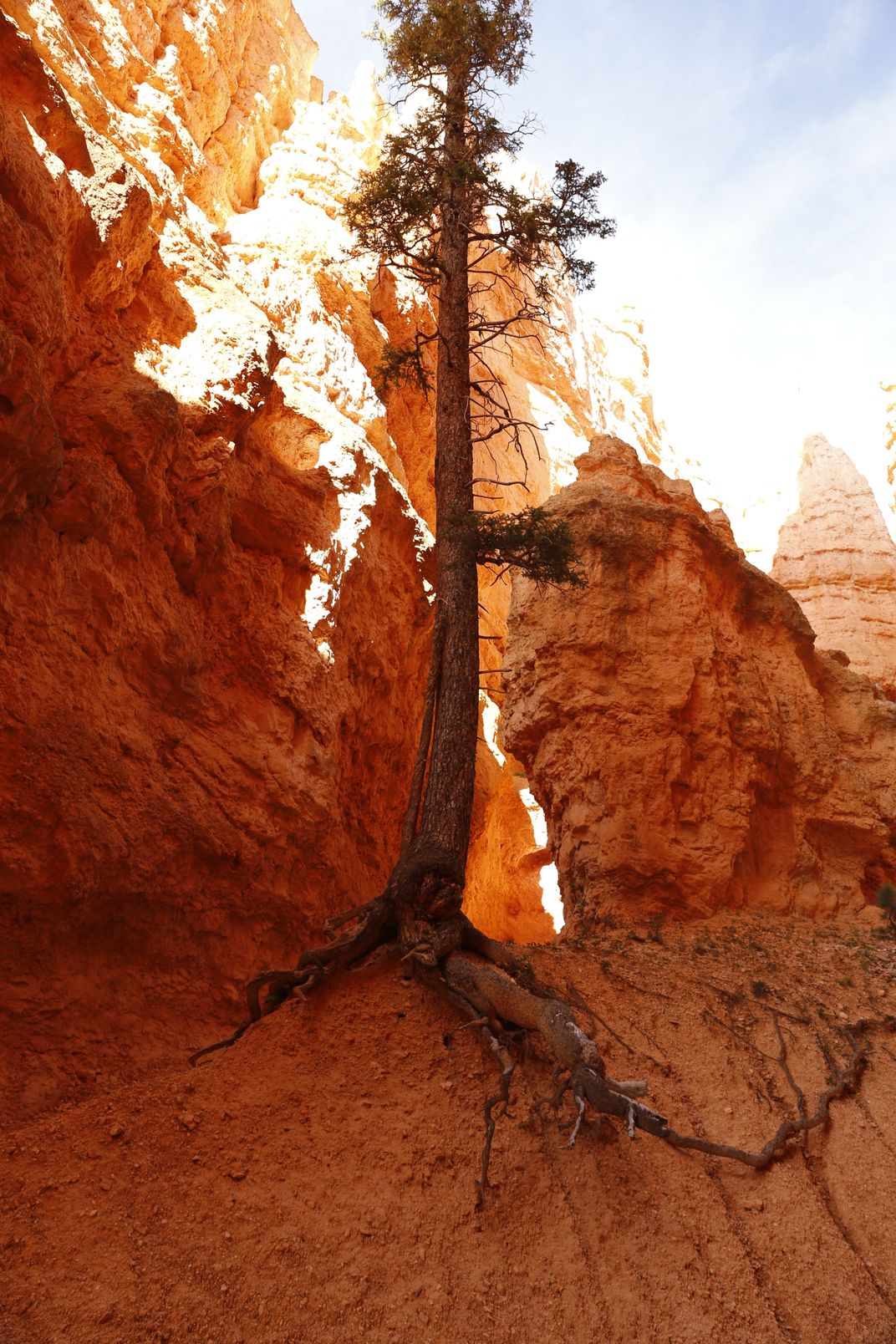 The tree | Smithsonian Photo Contest | Smithsonian Magazine