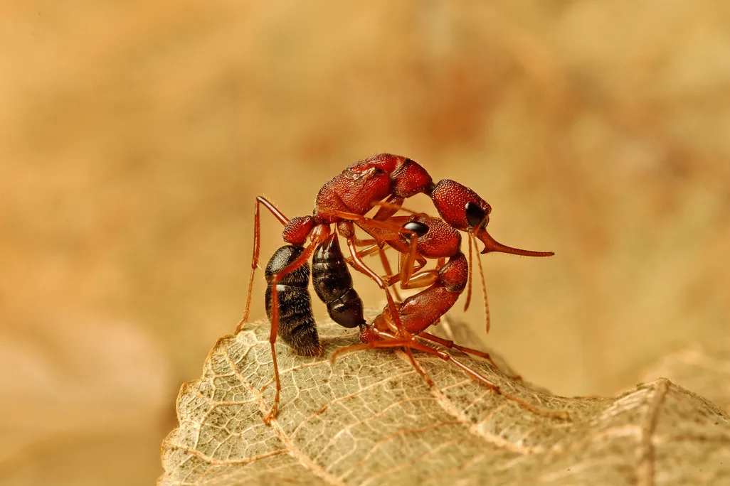 Two red Jerdon's jumping ants with large mandibles fighting each other against a tan backdrop