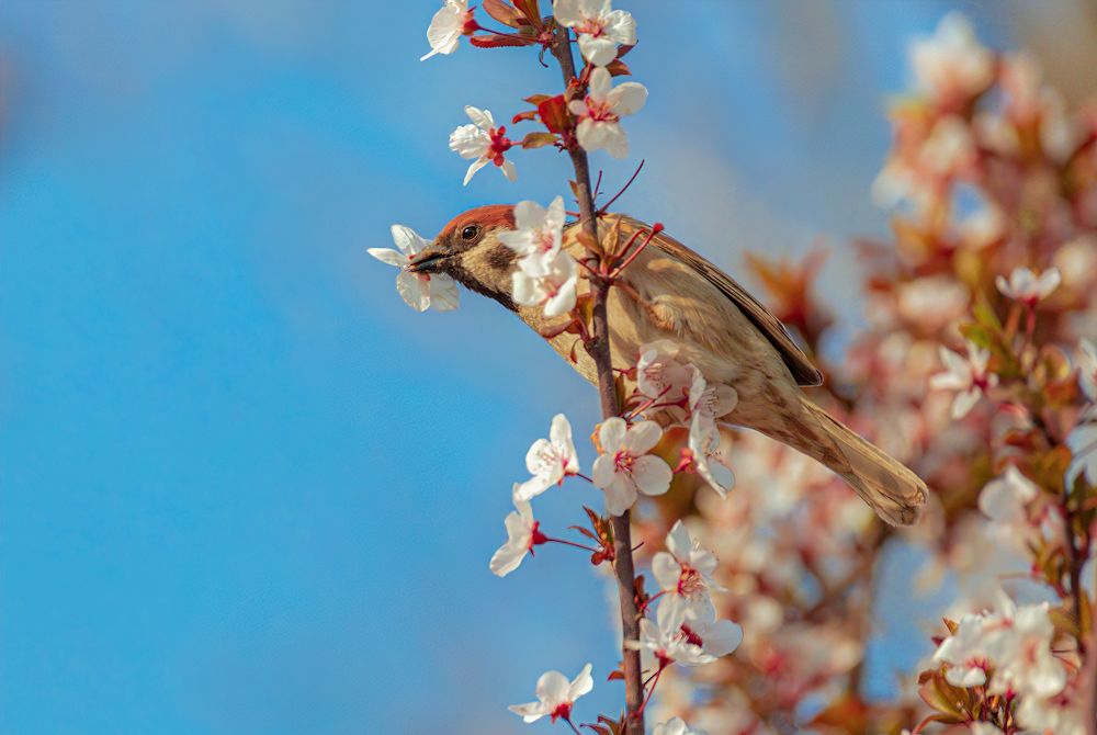 The sparrow in the flowers