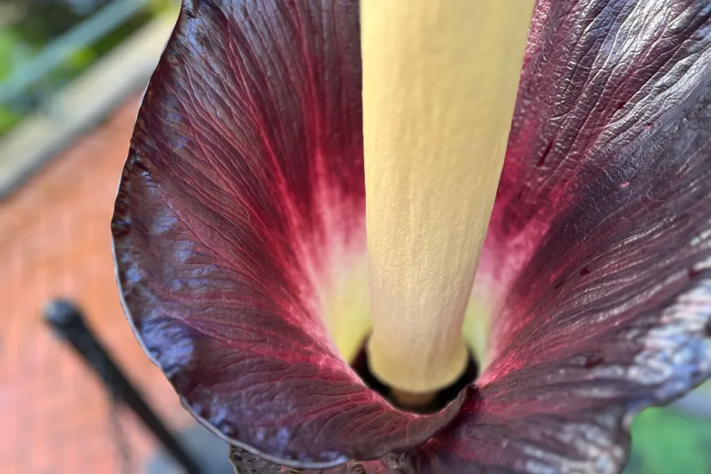 a view looking down on a corpse flower, with its long yellow spadix pointing up and a deep purple color on the inside of the petal-like spathe around it