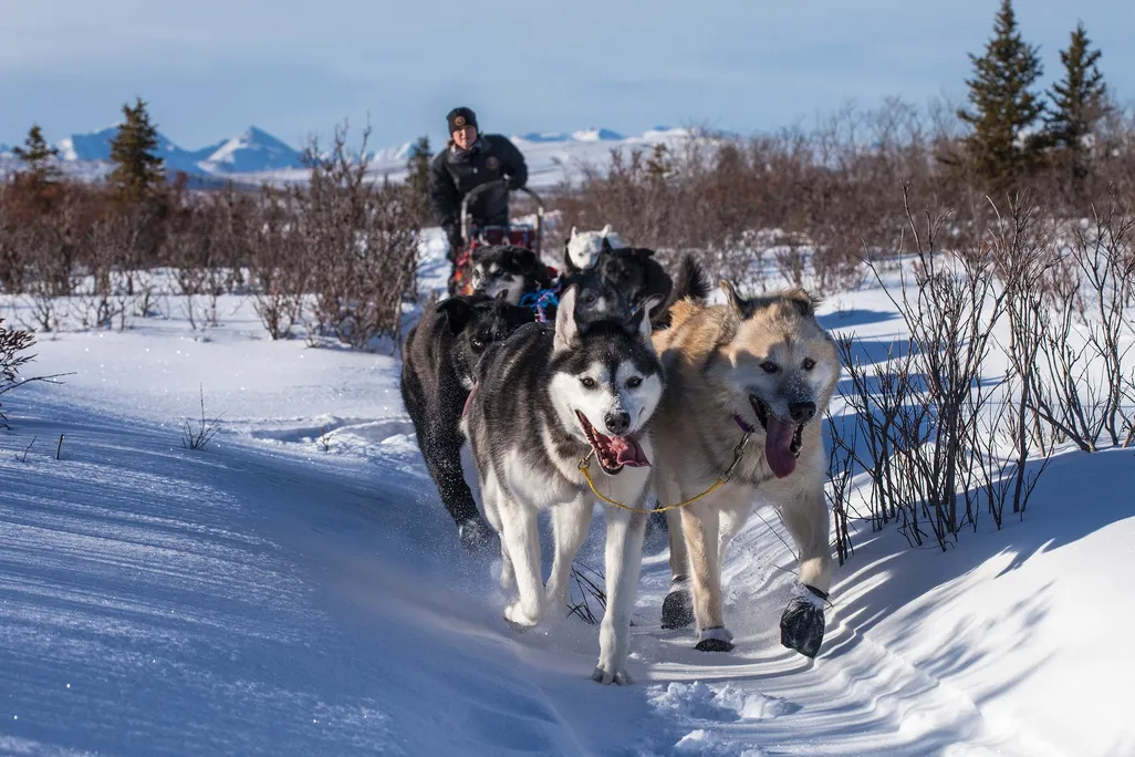 Dogsled