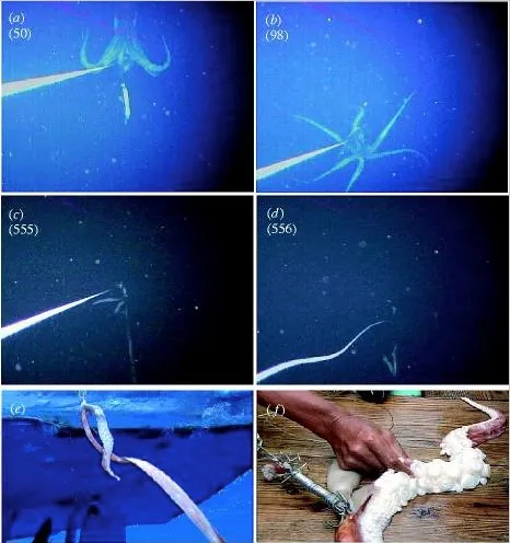 Several views of giant squid tentacles under water.