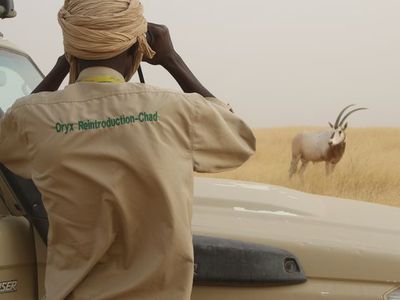 Sahara Conservation Fund ecological monitoring member Habib Ali (next to vehicle) engaging in typical day-to-day monitoring of reintroduced oryx. 