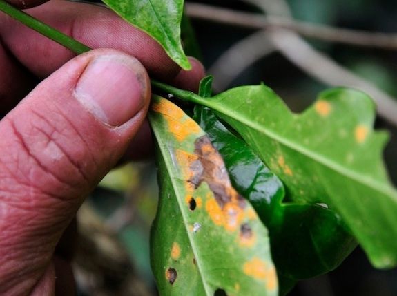 Coffee plant leaves infected with coffee rust.