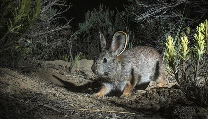 Can Scientists Save the World’s Tiniest Rabbit?