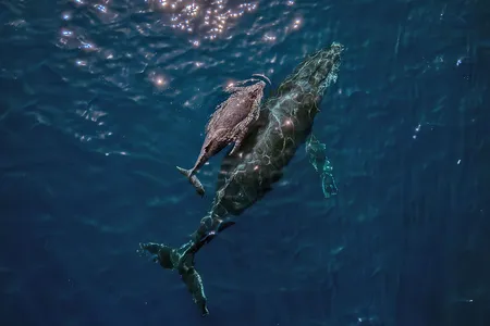 A mother humpback whale and calf are seen off the coast of Brazil.