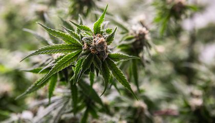 The Scientific History of Cannabinoids