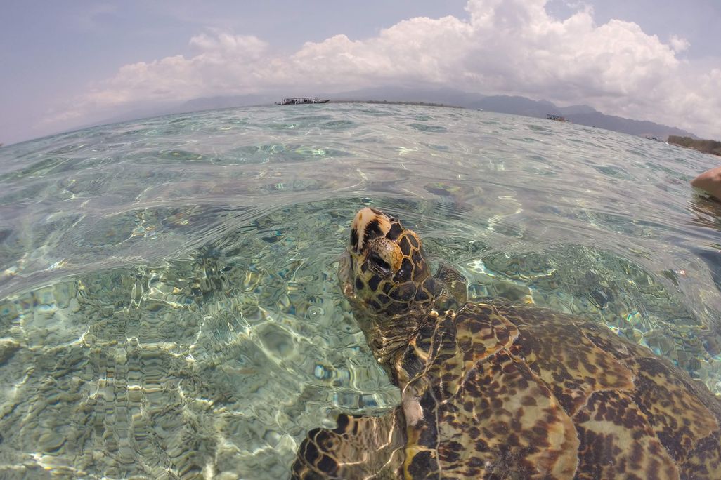 header-uncropped-seaturtle-huricane.jpg