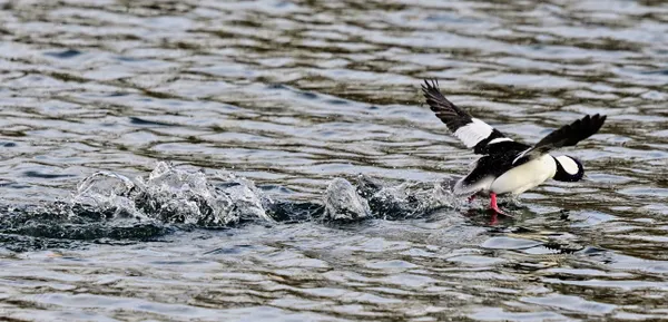 Takeoff on pond at Carburn Park Calgary thumbnail