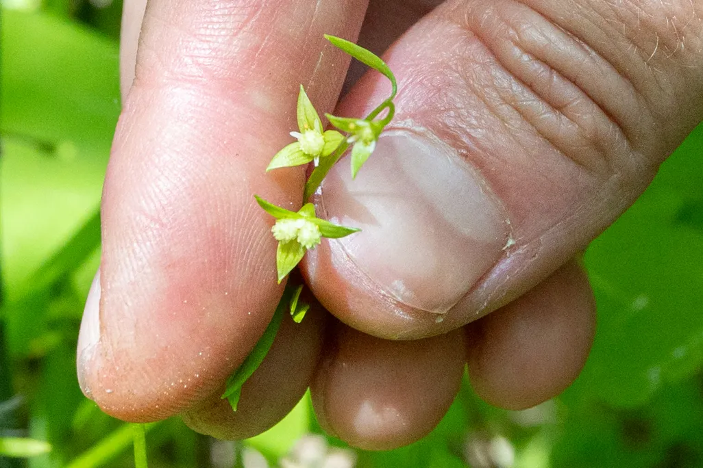 Close-up shot of a person's fingers holding a small green plant
