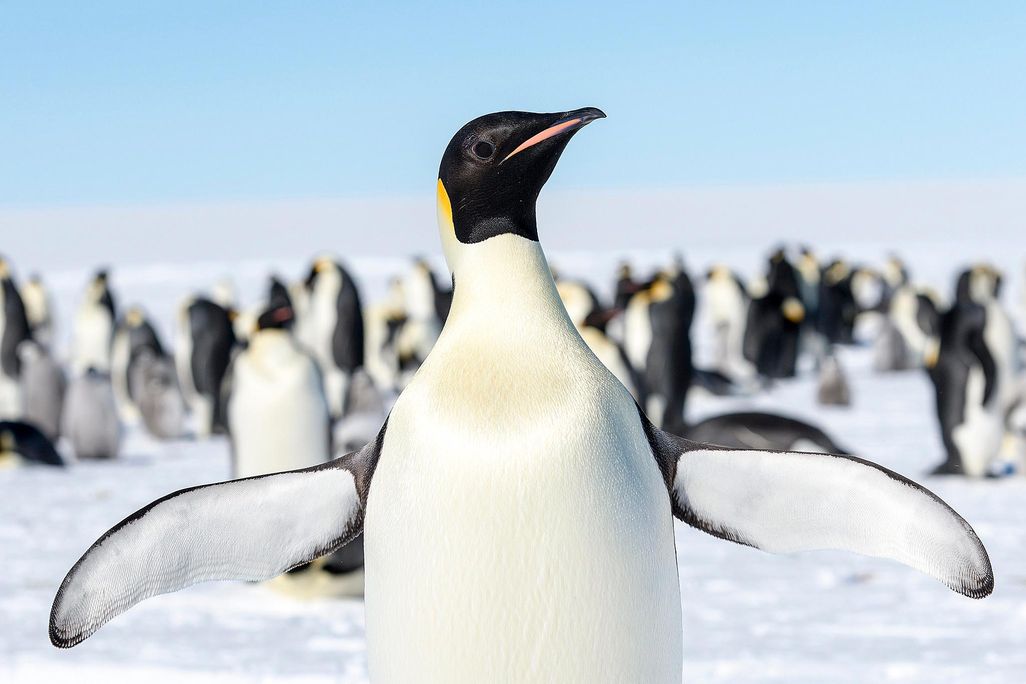 Emperor penguin