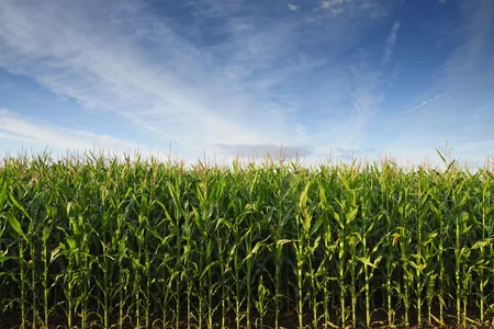Under the right conditions, researchers say, some crop yields could increase by 50 percent or more.