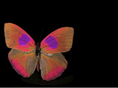 Researchers have developed a new video hardware and software system to show humans how insects and other animals experience color. Here, they show an orange-barred sulphur butterfly as it might look to a bird. (The insect appears yellow to humans.)