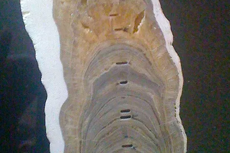 The Meghalayan Age’s “timestamp” is an isotopic shift found in a single stalagmite growing from the floor of the Mawmluh Cave in Meghalaya, India