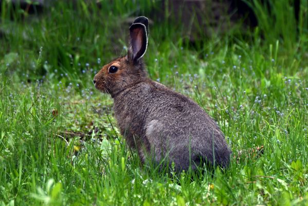Snowshoe Hare early Summer thumbnail