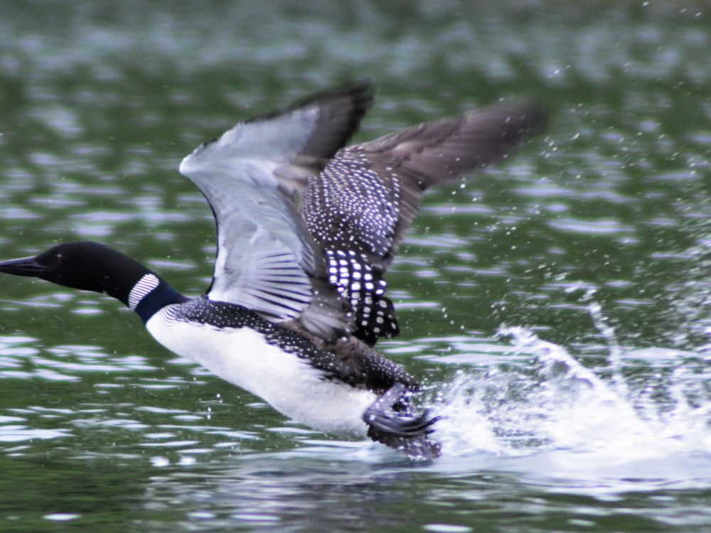 common loon flying