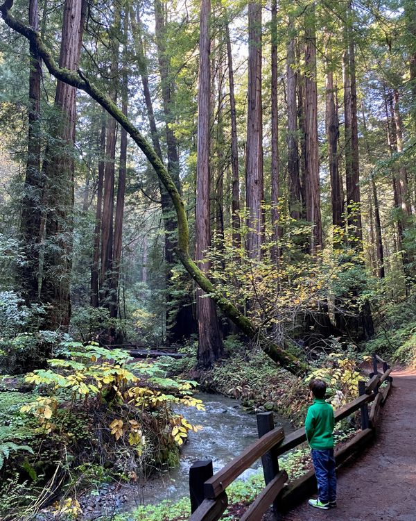 A young boy stands in awe of the majestic redwoods at Muir Woods National Monument. thumbnail