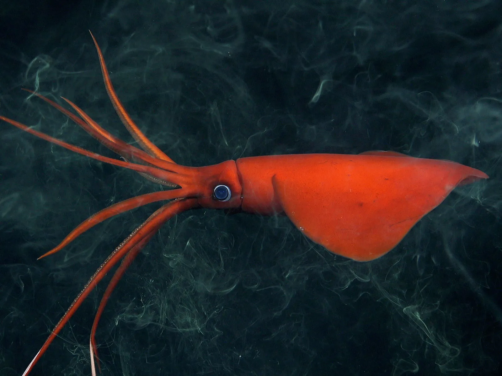 Deep deep sea creatures hot sale