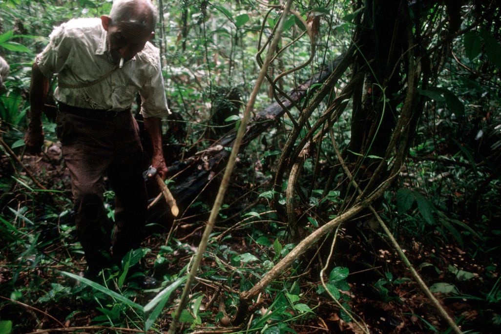 Ayahuasca