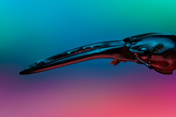 Sculpted in Light — The Luminous Stag Beetle thumbnail