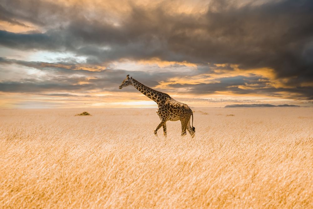 A lone giraffe walks gracefully across the endless savanna, framed by dramatic clouds and the warm glow of sunset, symbolizing freedom and timeless beauty of the wild.