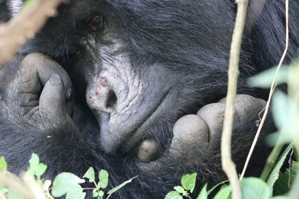 A bored looking gorilla thumbnail