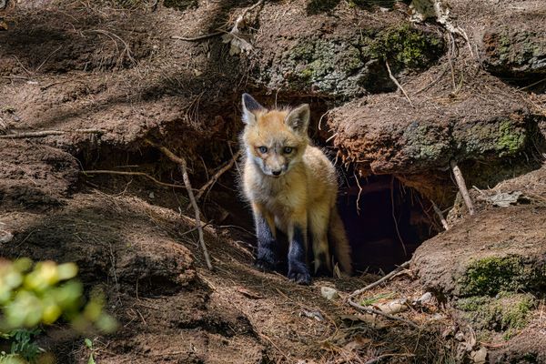 Red Fox Kit thumbnail