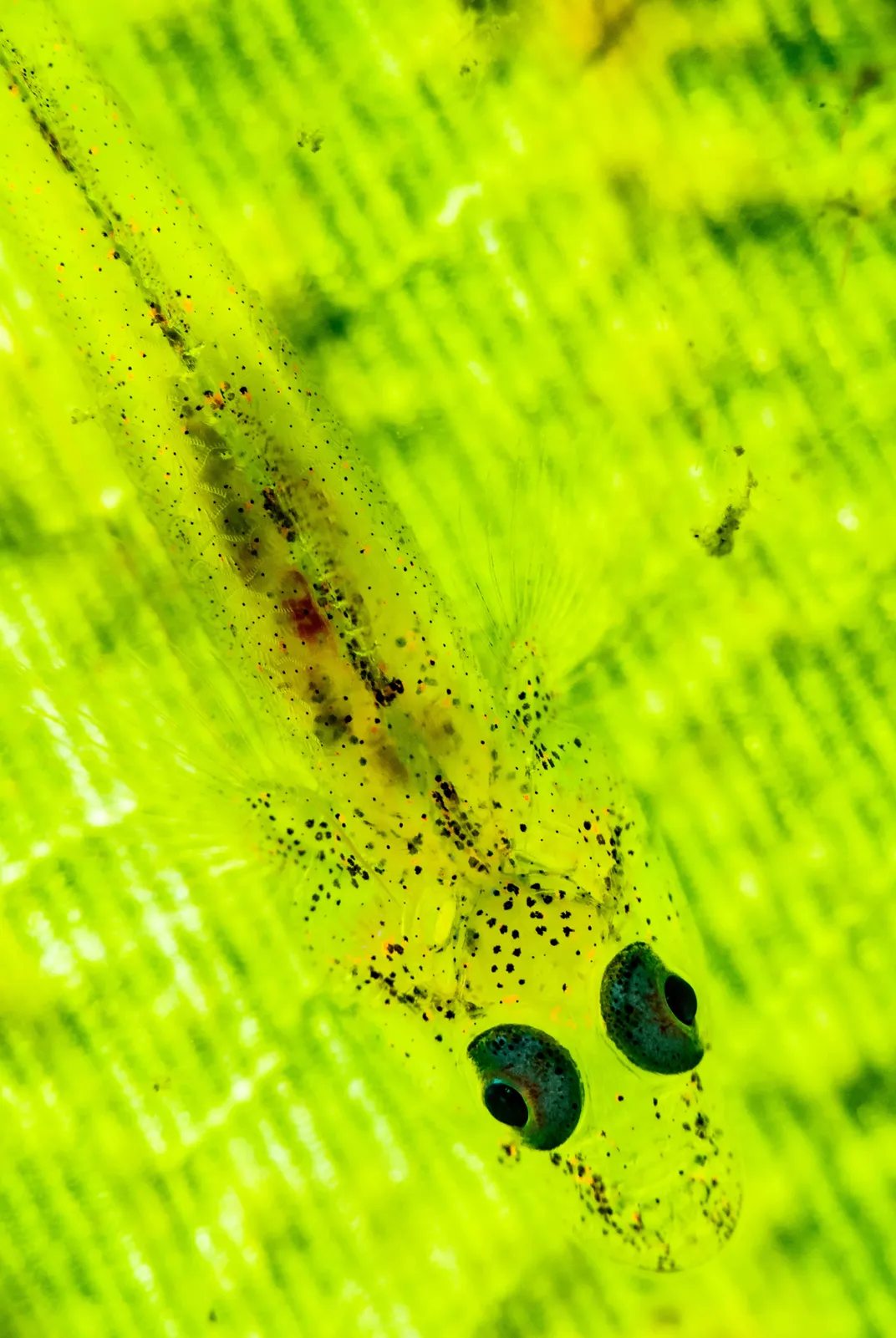 A tiny fish called a bilobed ghost goby, notable for translucent skin, lives—and hides—amid seagrass.