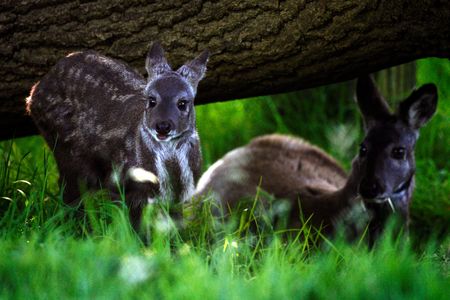 A Siberian musk deer two-month old stands next to his father at the Edinburgh zoo — they are closely related to the species just spotted