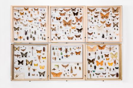 Butterflies.jpg