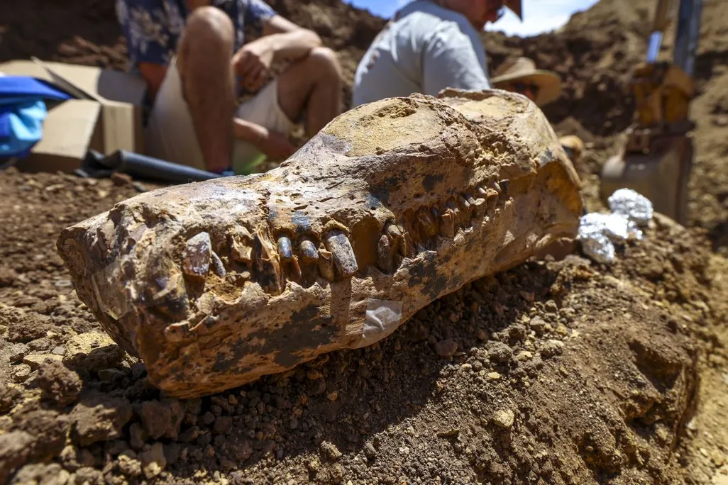 The skull of an elasmosaur