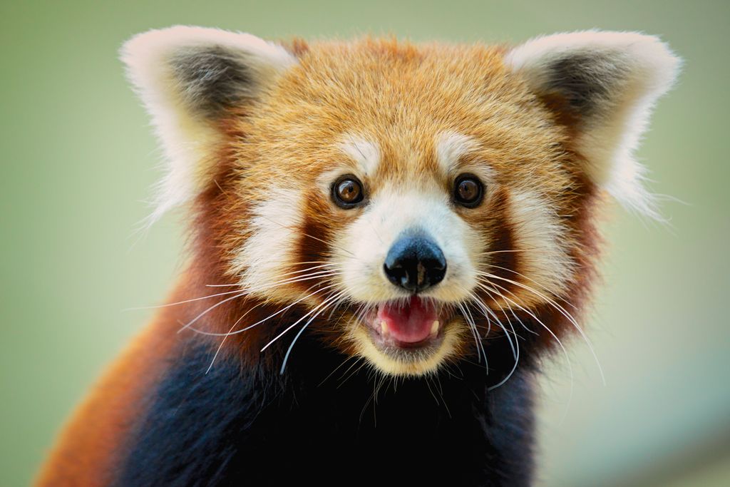 Image of a red panda, a racoon-like animal, looking at camera