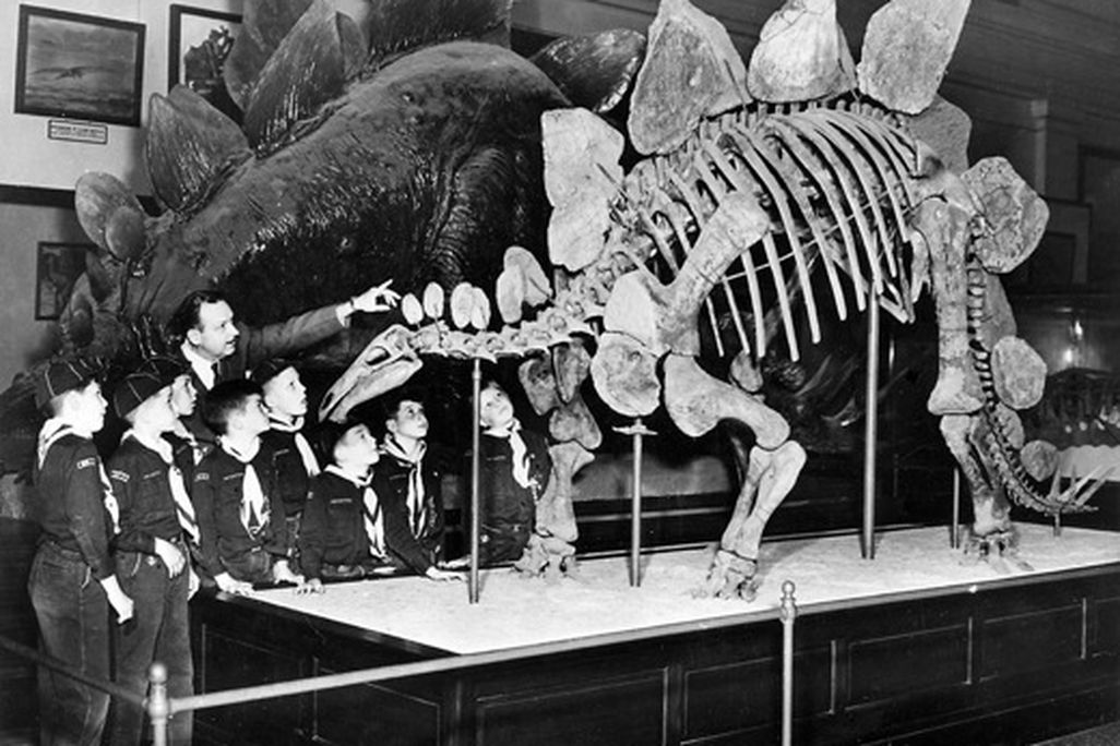 20110520110628stegosaurus_SIarchives.jpg