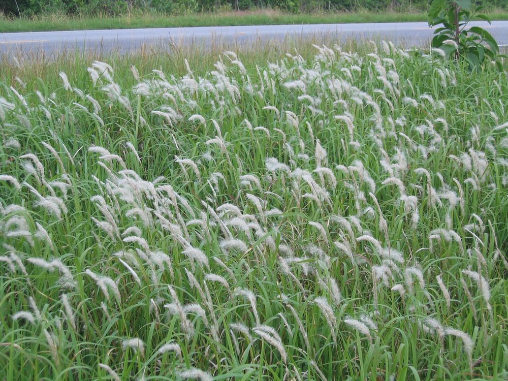 A field of cogongrass