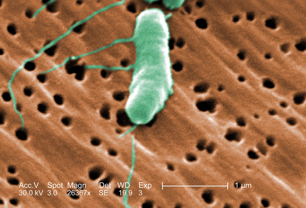 Green oblong microbe against orange background