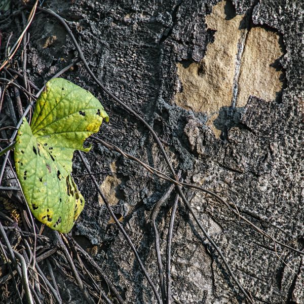 Conversation thumbnail