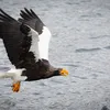 Rare and Giant Steller's Sea Eagle Spotted Thousands of Miles From Home in Eastern Canada Park icon