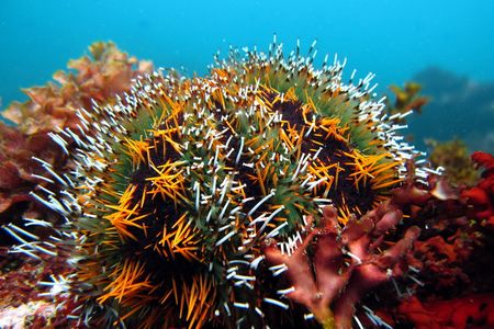 Collector urchins can protect themselves from the sun by covering themselves with bits of algae, coral and other detritus.
