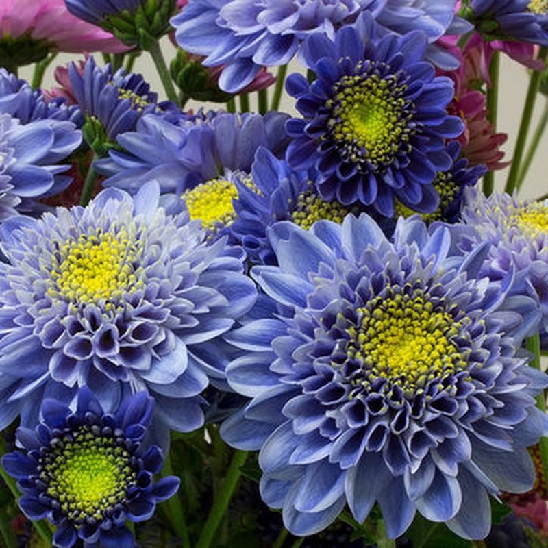 The Scientific Feat That Birthed the Blue Chrysanthemum, Smart News