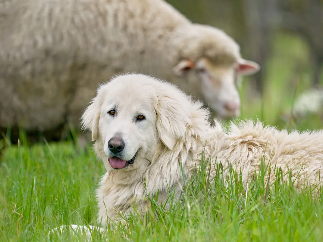 Maremma Dog