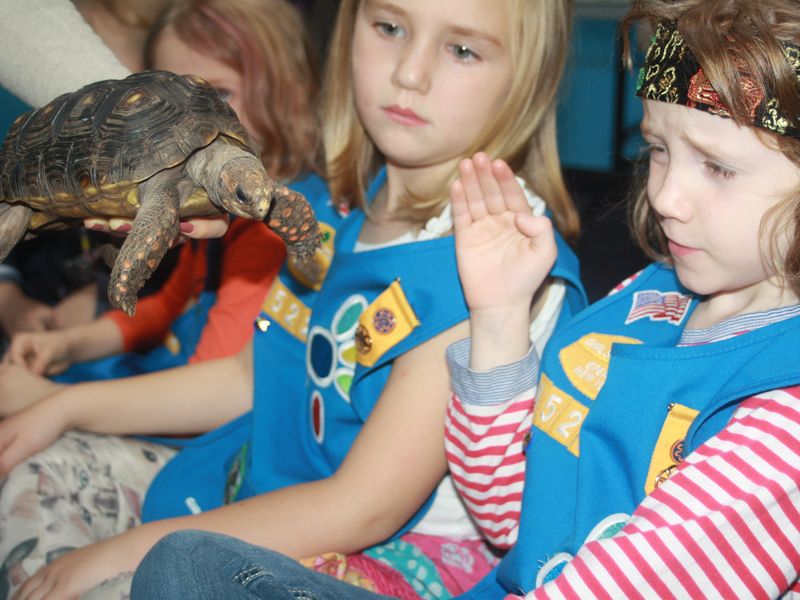 turtle reaction