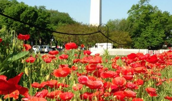 Poppies Washington Monument