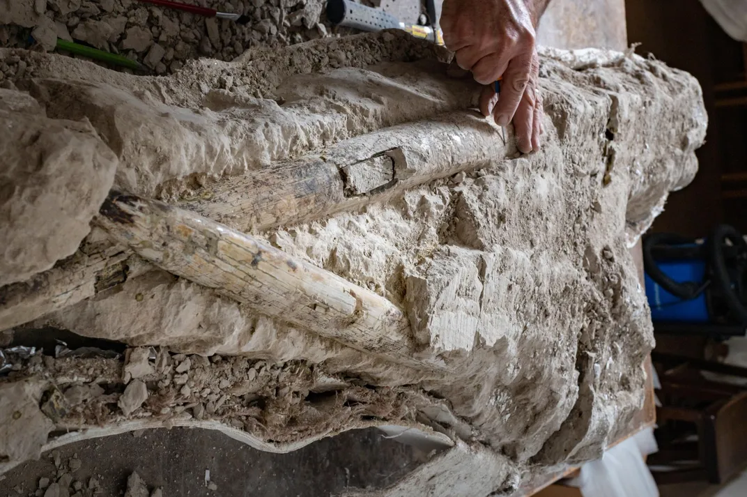 A photograph of mastodon tusks encased in rock. The tusks are crossing each other. 